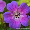 Geranium wallichianum 'Rainbow'