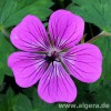 Geranium wallichianum 'Rozetta'