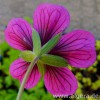 GERANIUM wallichianum 'Hexham Velvet'