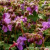 GERANIUM cantabrigiense 'Karmina'