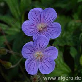 GERANIUM himalayense 'Kaya'