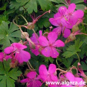 GERANIUM cantabrigiense 'Crystal Rose'
