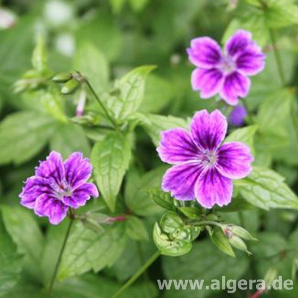 GERANIUM nodosum 'Clos de Coudray'