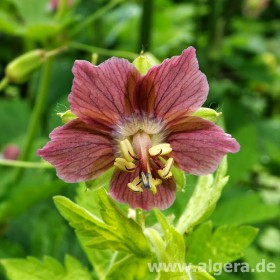 GERANIUM phaeum 'Rose Madder'