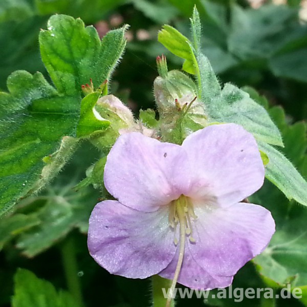 GERANIUM macrorrhizum 'Jördis'