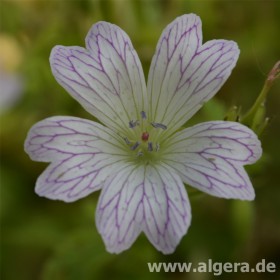 GERANIUM oxonianum 'Katherine Adèle'