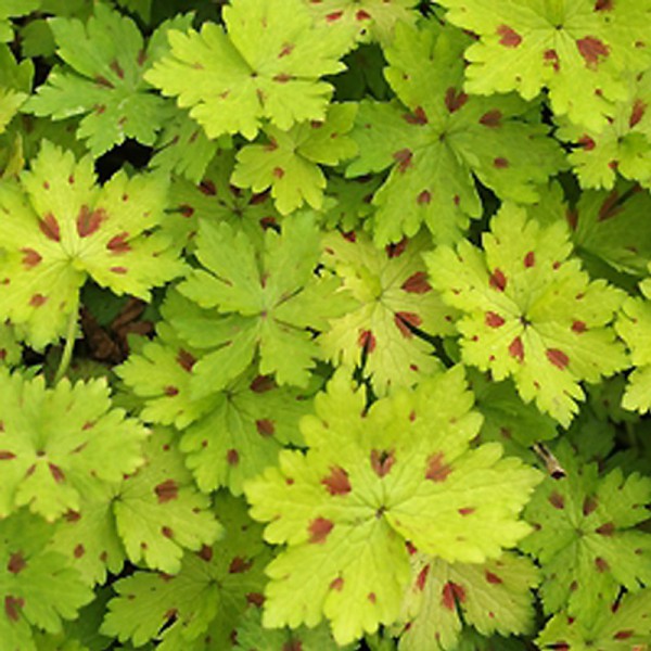 GERANIUM monacense 'Claudine Dupont'