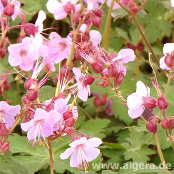 GERANIUM macrorrhizum 'Ingwersen's Variety'