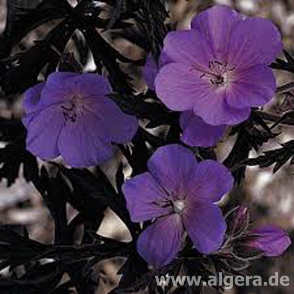 GERANIUM pratense 'Purple Heron'