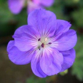 GERANIUM 'Happy Buxton'