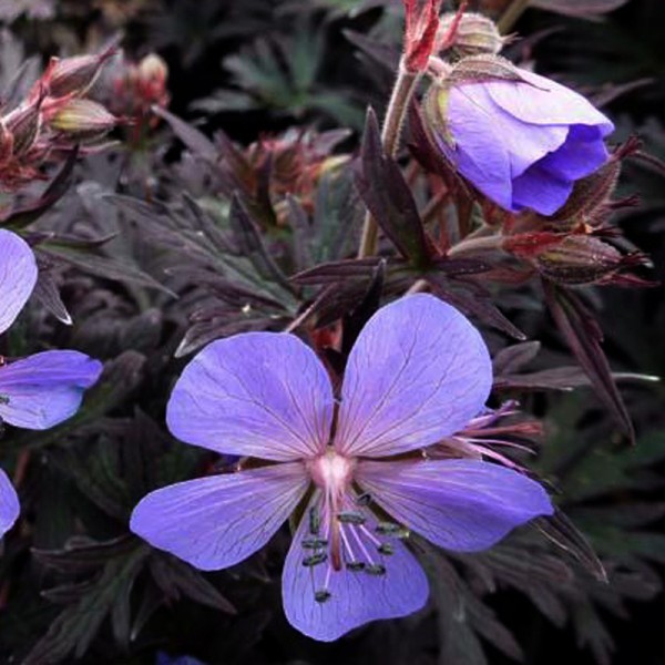 GERANIUM pratense 'Midnight Reiter'