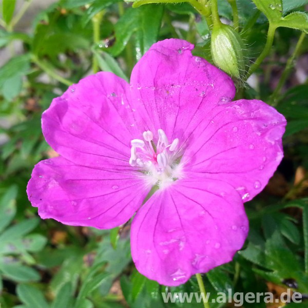 GERANIUM sanguineum 'Cedric Morris'