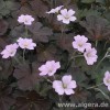 GERANIUM 'Dusky Crûg'