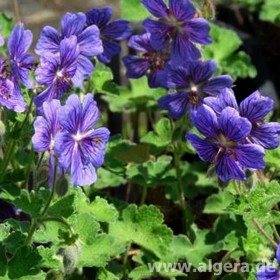 GERANIUM 'Terre Franche'
