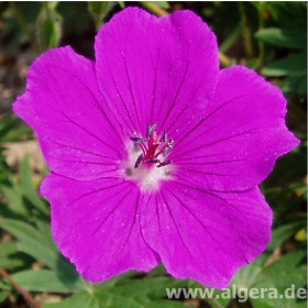 GERANIUM 'Tiny Monster'