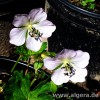 GERANIUM farrerii