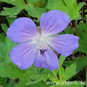 GERANIUM himalayense 'Alpinum'