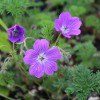 GERANIUM magniflorum 'La Veta Lace'