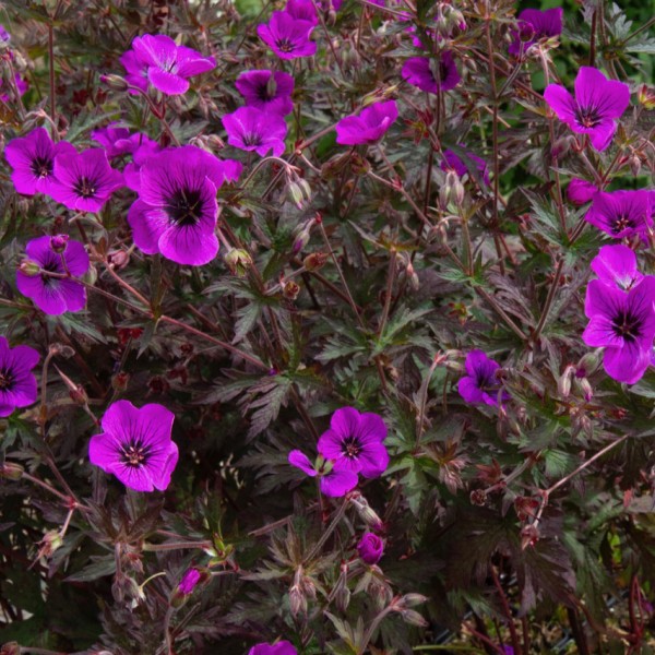 GERANIUM  'Dark Eyes'