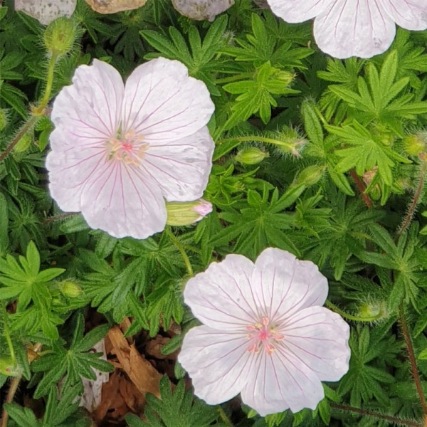 GERANIUM sanguineum 'Pink Summer'