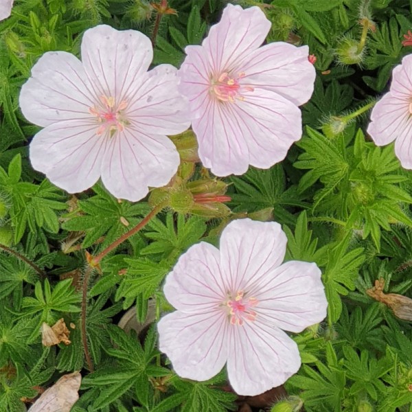 GERANIUM sanguineum 'Pink Summer'