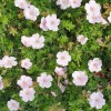 Geranium sanguineum 'Pink Summer'®