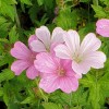 GERANIUM oxonianum 'Rose Clair'