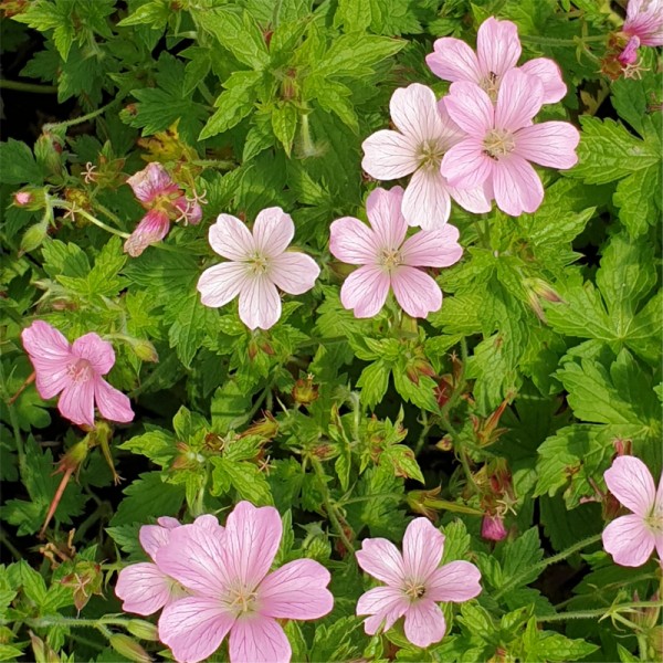 GERANIUM oxonianum 'Rose Clair'