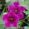 GERANIUM cinereum 'René Macé'