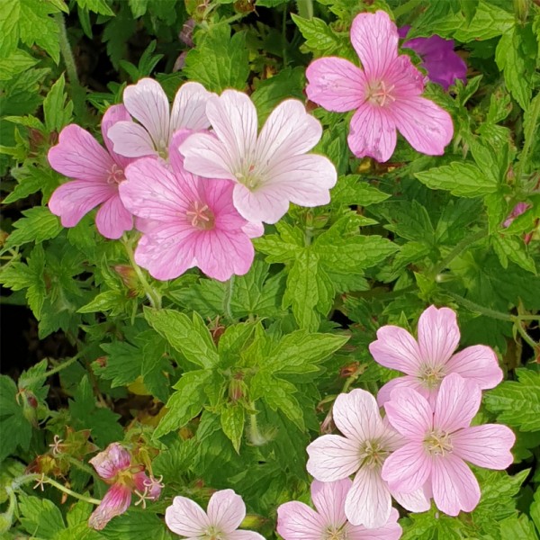 GERANIUM oxonianum 'Rose Clair'