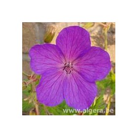 GERANIUM clarkei 'Kashmir Purple'